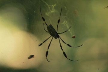 Araña