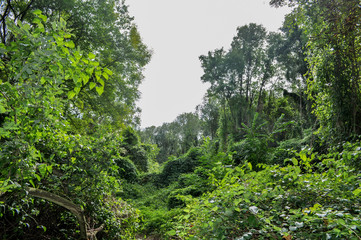Urwald auf Rügen, Groß Stubben