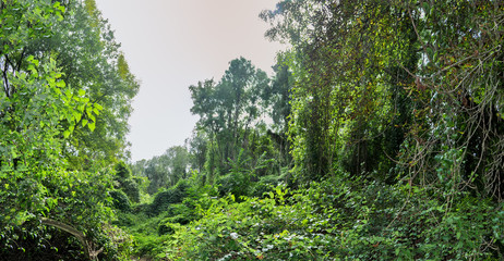 Urwald auf Rügen, Groß Stubben