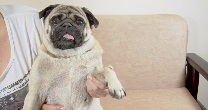 Funny pug dog sitting on women&rsquo;s knees making bye-bye by a paw