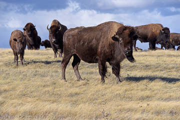 Prairie Bison Cow in Buffalo Herd