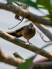 Take a picture of bird on branch.