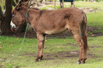 burro