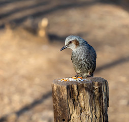 A Brown Eared Bulbul is ready for a meal
