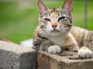 A feral cat taking a rest in the sun