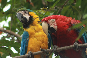 guacamayas