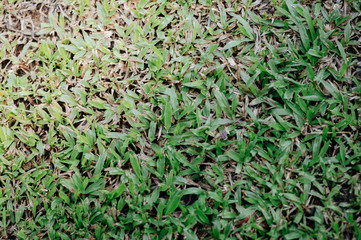 The grass towards the bamboo set up