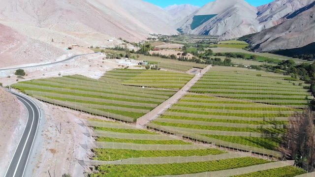 Vineyards plantation Pisco Elqui Valley, commune of Vicuna, Chile, aerial view