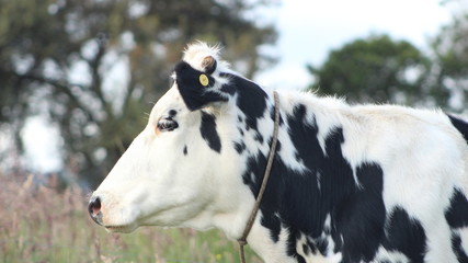 vaca