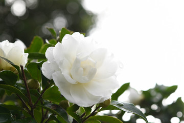 白い花　山茶花