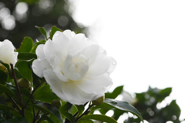 白い花　山茶花