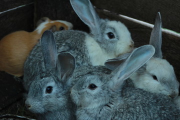 conejos