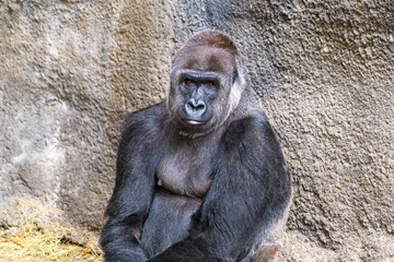 Male Silverback Western Lowland gorilla (Gorilla gorilla gorilla)