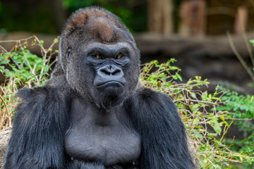 Male Silverback Western Lowland gorilla (Gorilla gorilla gorilla)