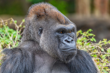 Male Silverback Western Lowland gorilla (Gorilla gorilla gorilla) smiling