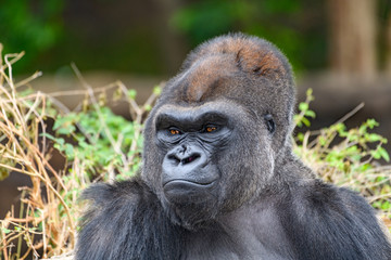 Male Silverback Western Lowland gorilla (Gorilla gorilla gorilla) smiling