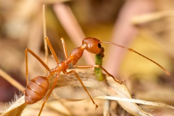 Close up Red Weaver ants are moving food.