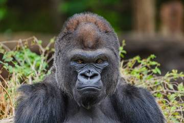 Fototapeta premium Male Silverback Western Lowland gorilla (Gorilla gorilla gorilla)