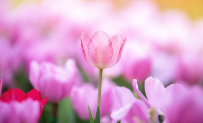 Fototapeta na wymiar pink tulips in the garden