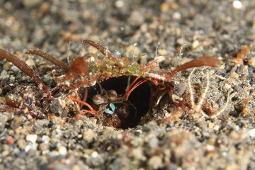 mantis shrimp