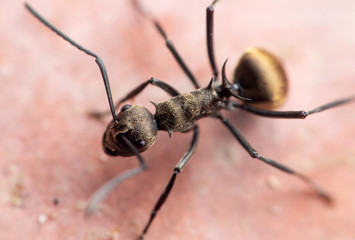 Macro Photo of Golden Weaver Ant on The Floor