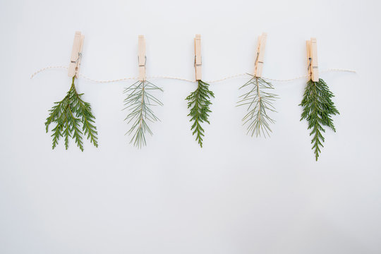 Evergreen Foliage Close Pinned To A White And Gold String