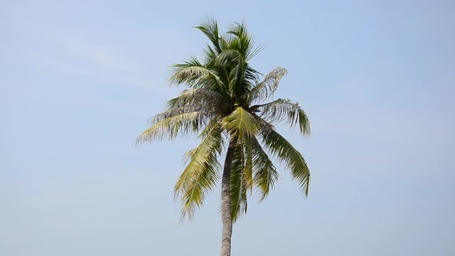 Palm trees waving in the wind in Tangalle
