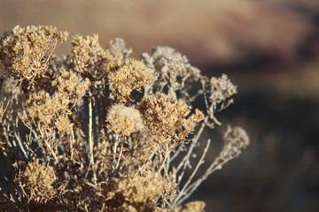 flowers in the field
