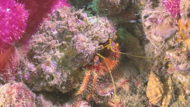 A close up shot of a hermit crab with high details and vibrant colours. This guy was shot on holidays while scuba diving