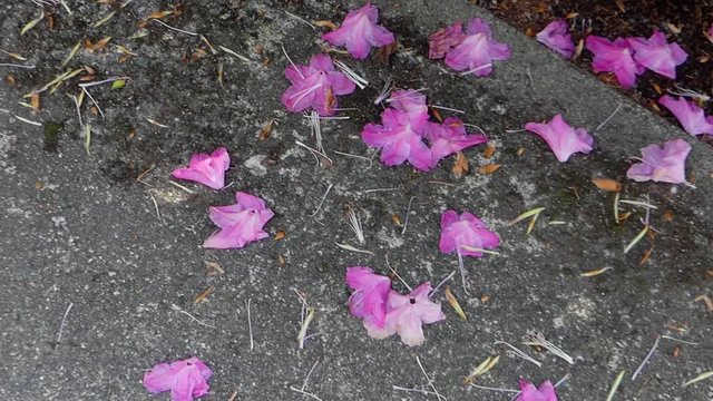 Pink flower pedals on sidewalk