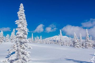 Beautiful winter landscape with snow covered trees and blue sky.