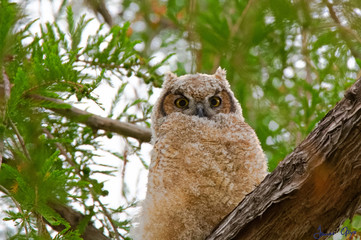 Great Horned owlet