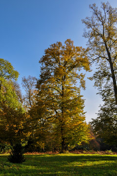 Schlosspark Putbus Rügen, goldener Herbst