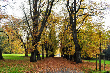 Fototapeta premium goldener Herbst, Schlosspark Putbus auf Rügen