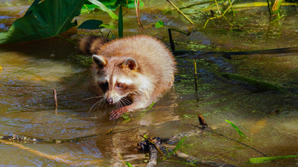 A blonde Raccoon is hunting for food in a swamp. 