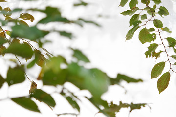 秋の桜の葉とシルエット