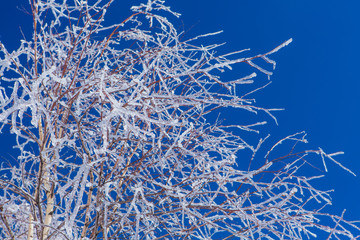 Bearch tree branches coveres with ice. Beautiful winter landscape.