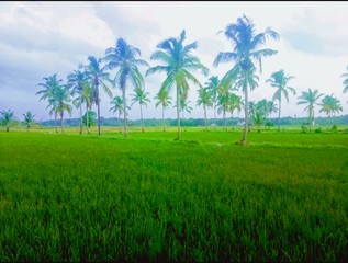 green landscape with palm trees and blue sky