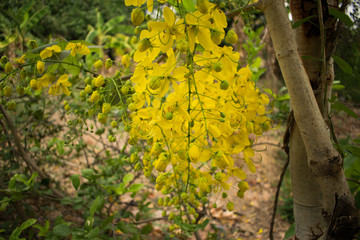 Cassia fistula flower in the garden in thailand