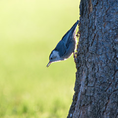 White Breasted Nuthatch