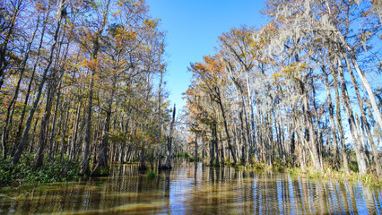 Fototapeta na wymiar A cypress swamp in the southern part of Louisiana. 