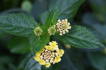黄色の花 ランタナ