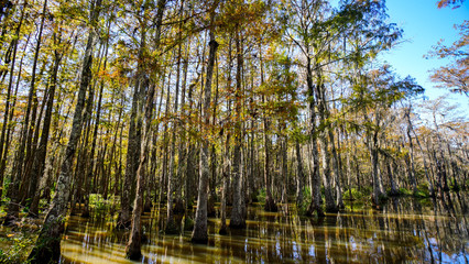 A typical cypress swamp in the southern USA. 