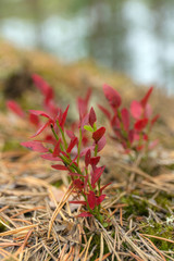 bushes with red leaves