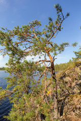 pine near the lake
