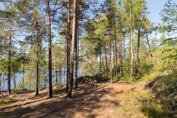 landscape in the forest