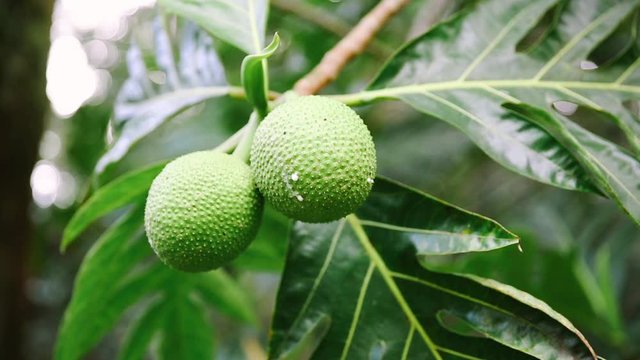 Breadfruit (Ulu) fruit hanging on tree with drips of latex sap leaking / Shallow depth of field with bokeh
