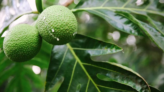 Breadfruit (Ulu) on tree branch with drips of latex sap leaking