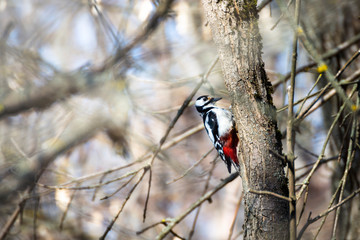 Spotted Woodpecker sitting on a tree in spring forest