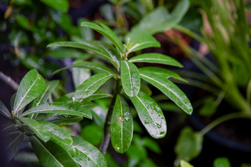 drop of water on a green leaves  in a garden , Natural background, fresh green leaf texture and water drops